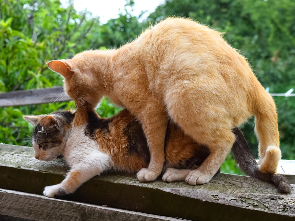 How Cats Mating