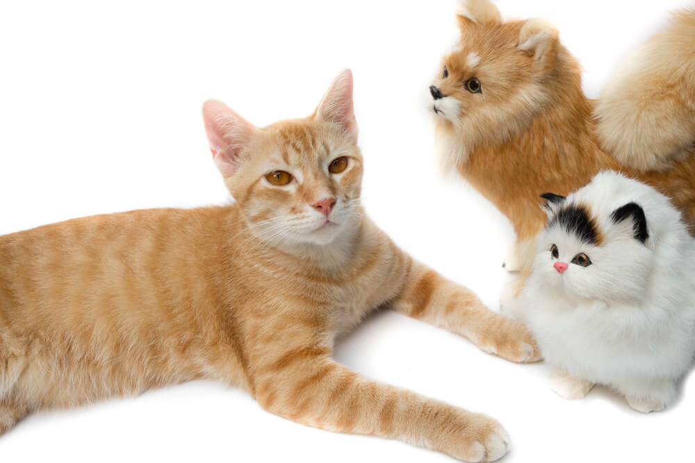 How Many Breeds of Cat are There