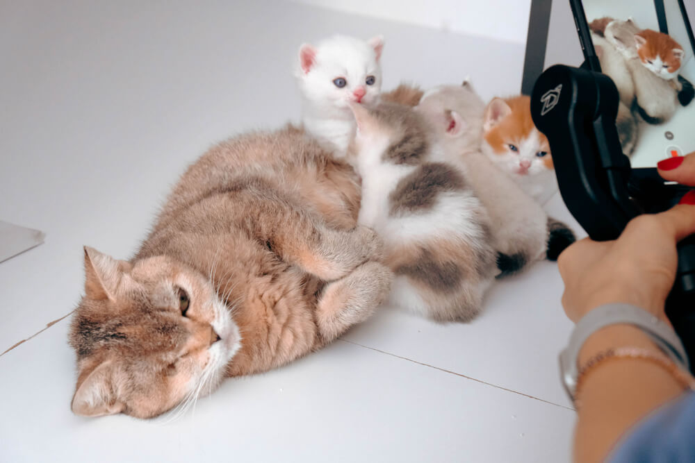 How to Find a Reputable Cat Breeder