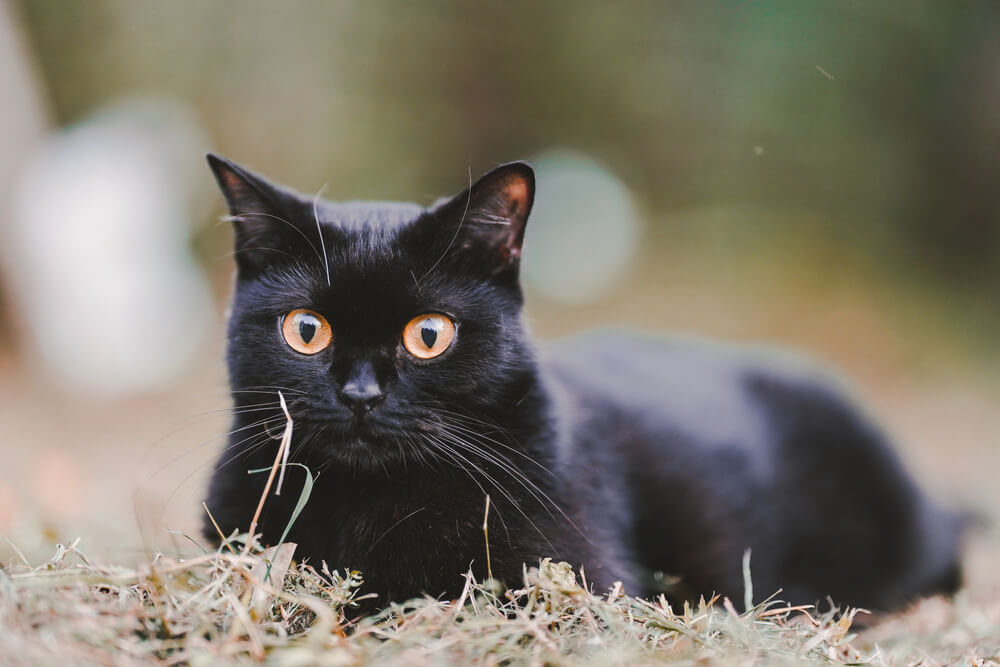What Breeds are Black Cats