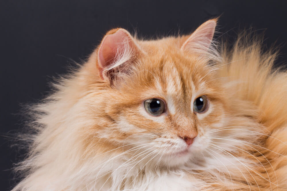 What Cat Breeds Have Ear Tufts