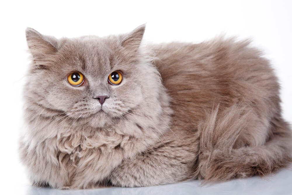 What are the Nicest Cat Breeds